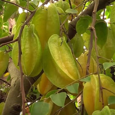 Star Fruit ‘dwarf Hawaiian Averrhoa Carambola Fruit Fruit Trees