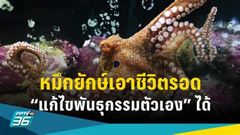 ทึ่ง หมึกยักษ์ “แก้ไขพันธุกรรมตัวเอง” เอาชีวิตรอดในน้ำทะเลที่อุ่นขึ้น