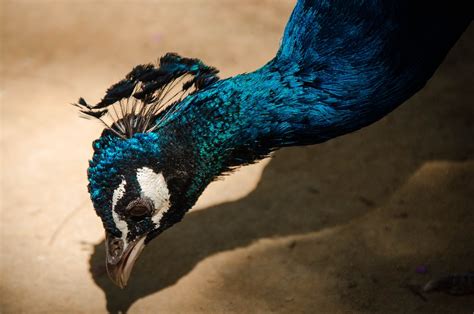 Peacock Bird Nature Free Photo On Pixabay Pixabay