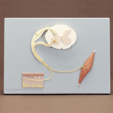 human reflex pathway model carolina biological supply