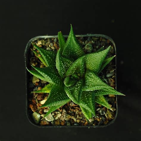 Haworthia Limifolia Striata India S 1 Online Garden Store Buy