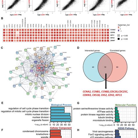 Cdk1 Related Gene Network Go Enrichment Analysis Kegg Pathway