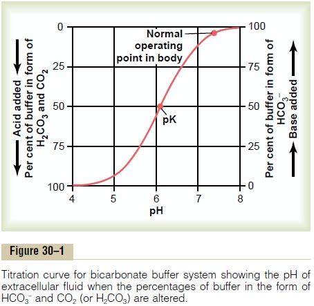 Quantitative Dynamics of the Bicarbonate Buffer System