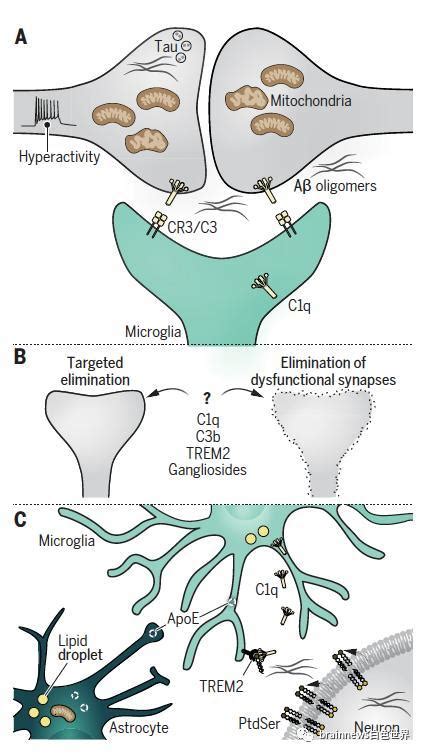 Science：小胶质细胞调节阿尔茨海默病和帕金森病的神经退行性变腾讯新闻