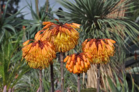 Aloe Capitata Var Quartziticola The Ruth Bancroft Garden And Nursery