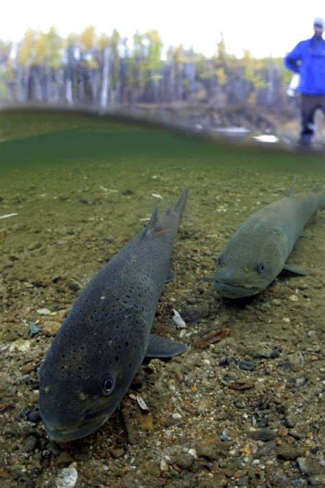 Tiere Am Fluss Wwf Österreich