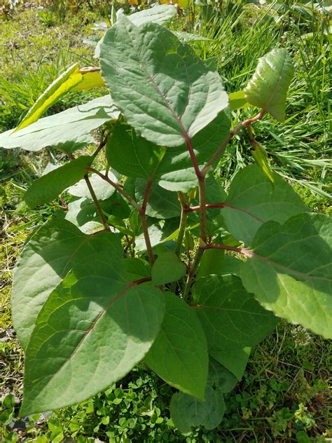 Properly Identifying Japanese Knotweed Will Help Manage Problematic