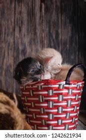 3,866 3 Kittens Sleeping Images, Stock Photos & Vectors | Shutterstock