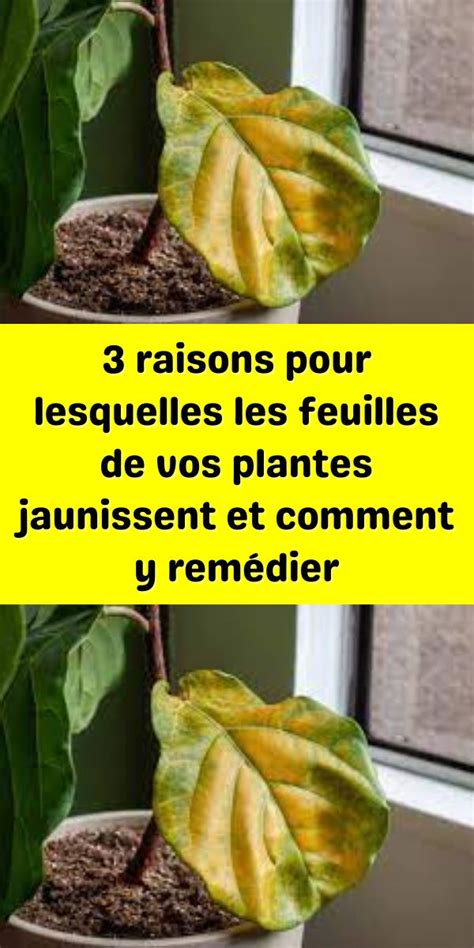 3 Raisons Pour Lesquelles Les Feuilles De Vos Plantes Jaunissent Et