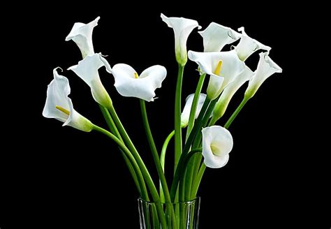 Hd Wallpaper White Calla Lilies And Clear Glass Vase Bouquet Nature