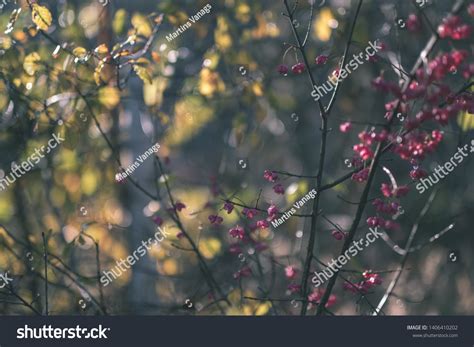 Naked Autumn Trees Few Red Leaves 스톡 사진 1406410202 Shutterstock