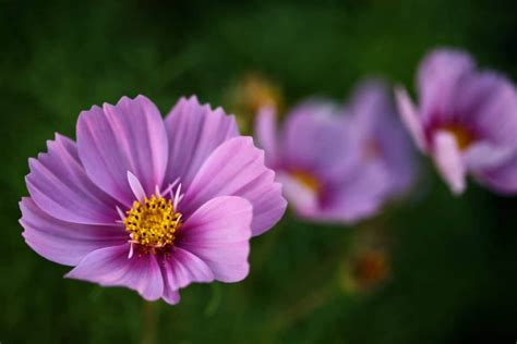 How To Collect Cosmos Seeds From Your Garden Garden Design Ideas