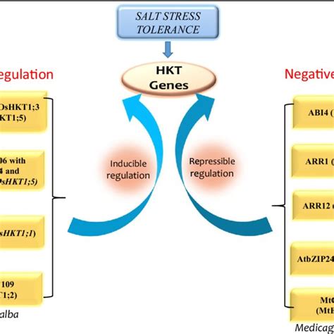 regulatory mechanism  hkt genes abi arr arr atbzip
