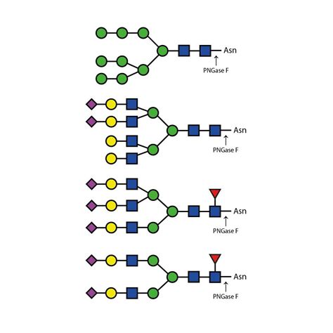 PNGase F - Stratech