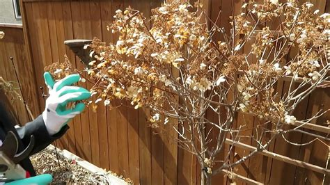 panicle hydrangea tree pruning - Raeann Boyce