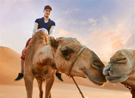 Dubai Red Dune Safari With Quad Bike Sandboard Camels No Booking