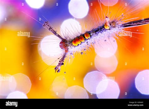 Beautiful Butterfly Caterpillar Hi Res Stock Photography And Images Alamy