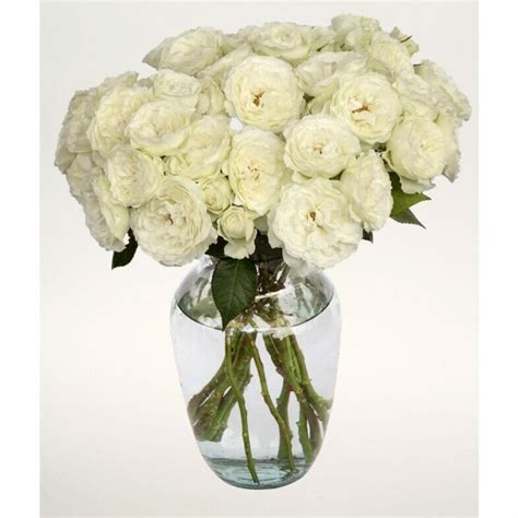 Blanche Spray Roses Garden Roses Direct