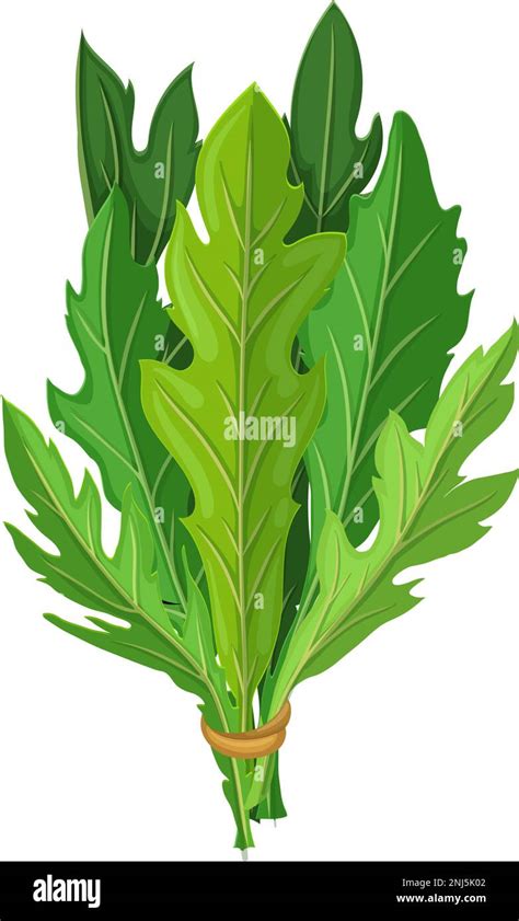 Arugula Salad Cartoon Vector Illustration Color Sign Stock Vector Image