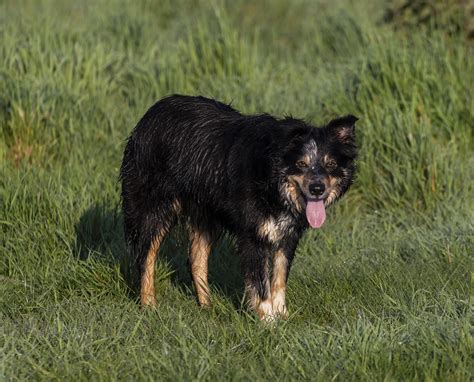 Border Collie Pies Owczarek Darmowe zdjęcie na Pixabay Pixabay