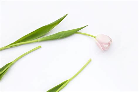 Premium Photo | White pink tulips on white background