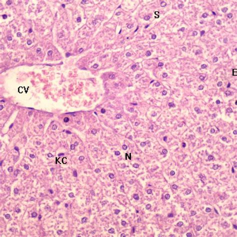 Pdf Histopathological And Histochemical Study Of Tramadol On Rabbits