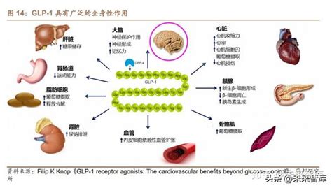 减重药物专题研究：400亿量级黄金赛道，glp1类药物减重市场高增 知乎