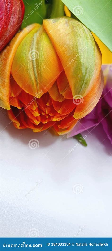 Fresh Tulip Isolated Closeup Orange Tulip On A White Background