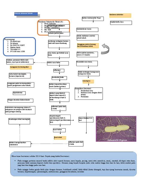Pathway Demam Tifodid