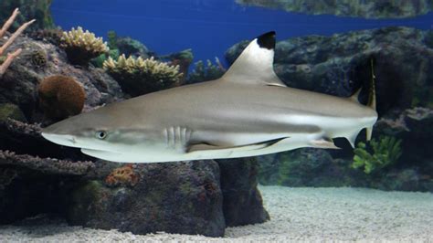 Blacktip Reef Shark Hd Desktop Wallpaper 19174 Baltana