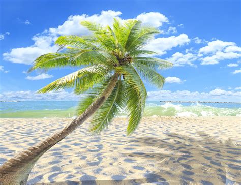 Download Nature Palm Tree 4k Ultra HD Wallpaper