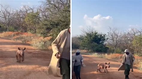 Rescued Baby Rhino Plays With Caretakers At Kenya's National Park In ...