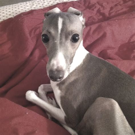 Miniature Italian Greyhound Size