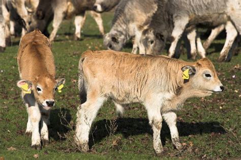 Limousin Calves In Spring Rain Stock Photo Image Of Group Brown