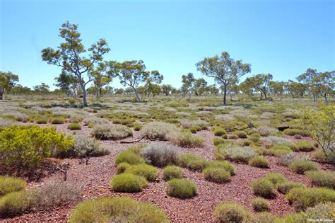 Open Eucalypt Woodland With Spinifex Grass Triodia Spp Dominated