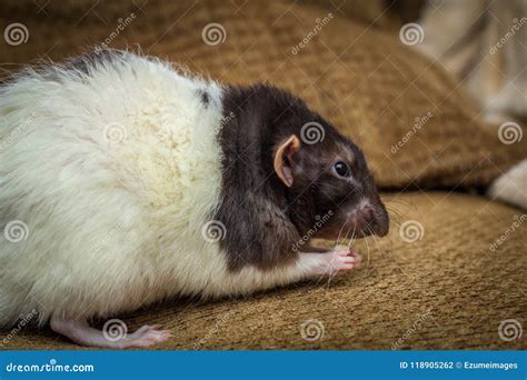 Fancy Pet Rat Sofa Stock Photo Image Of Friend Docile 118905262