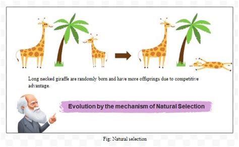 What Are The Key Concepts In The Evolution Theory Of Darwin