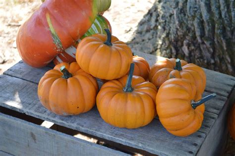 Orangita Pumpkin Treated Seed Seedway