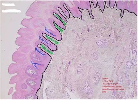 Oral Mucosa And Salivary Glands Flashcards Quizlet