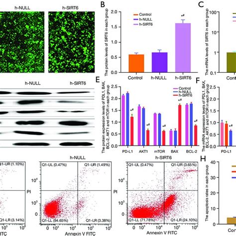 Transfection Protein And Mrna Expression Levels Of Pd L Akt Mtor