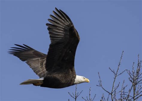 Bald Eagle Jorge Luis Montalvo Flickr