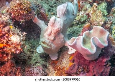 Painted Frogfish Stock Photos Images Photography Shutterstock