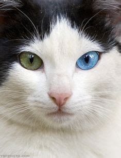 86 Heterochromia Cats. ideas | cats, cats and kittens, cute cats