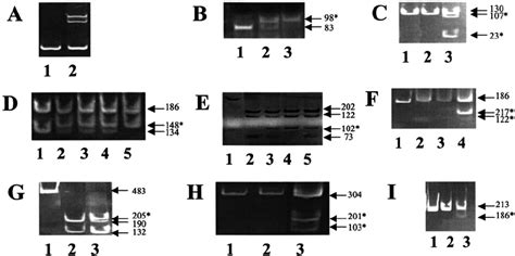 Pcr Based Diagnostic Assay A Heteroduplex Test For