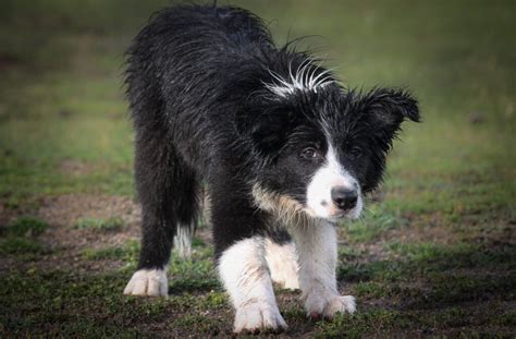 Cómo se puede saber si un border collie es puro Beagle Spain Tu