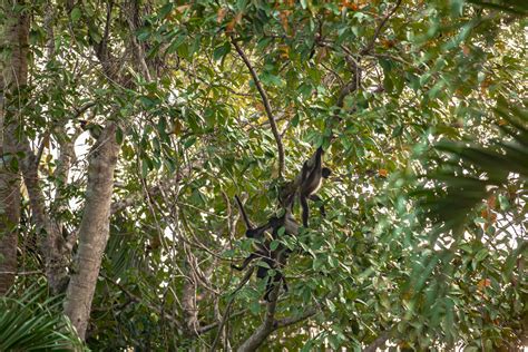 Belize Wildlife: Spot Jaguars & More | Chan Chich Lodge