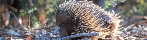 10 Echidna Facts About The Outback’s Unsung Heroes