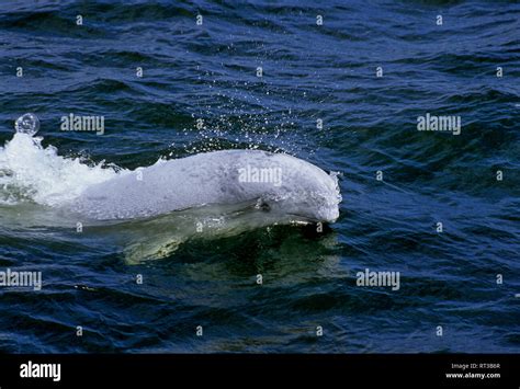 Melon headed whale hi-res stock photography and images - Alamy