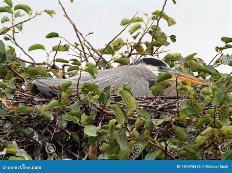 Great Blue Heron On A Nest Stock Image Image Of Wild 134476595