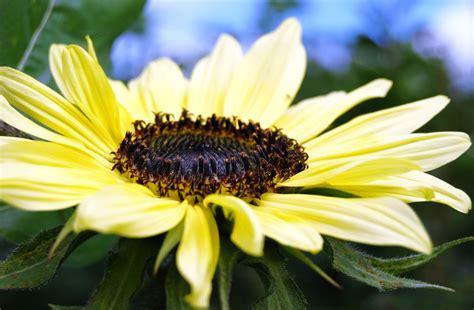 Gratis Billeder Natur Fotografering Kronblad Flor Sommer Botanik